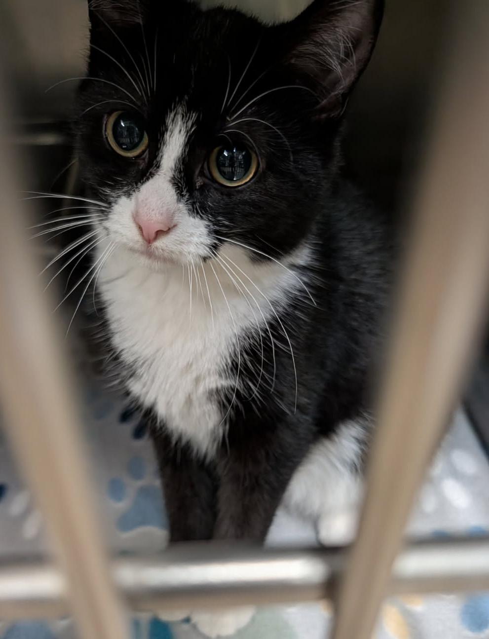 Enlarge Hasta La Vista (Spayed) (Photos September-October 2026), a Adopted mixed breed in Marietta, OH image 5/6