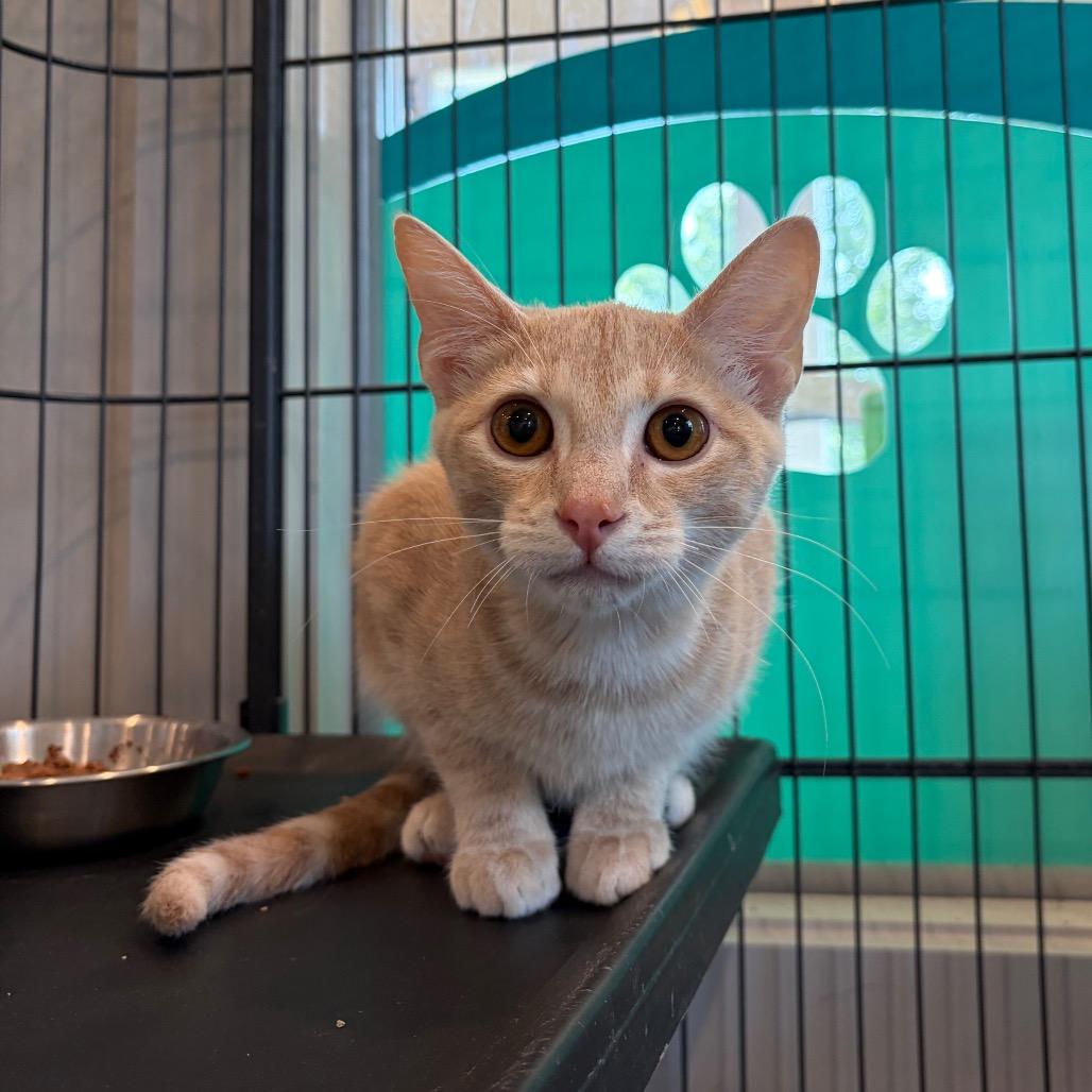 Tabasco, Adoptable, Kitten Male Domestic Short Hair.