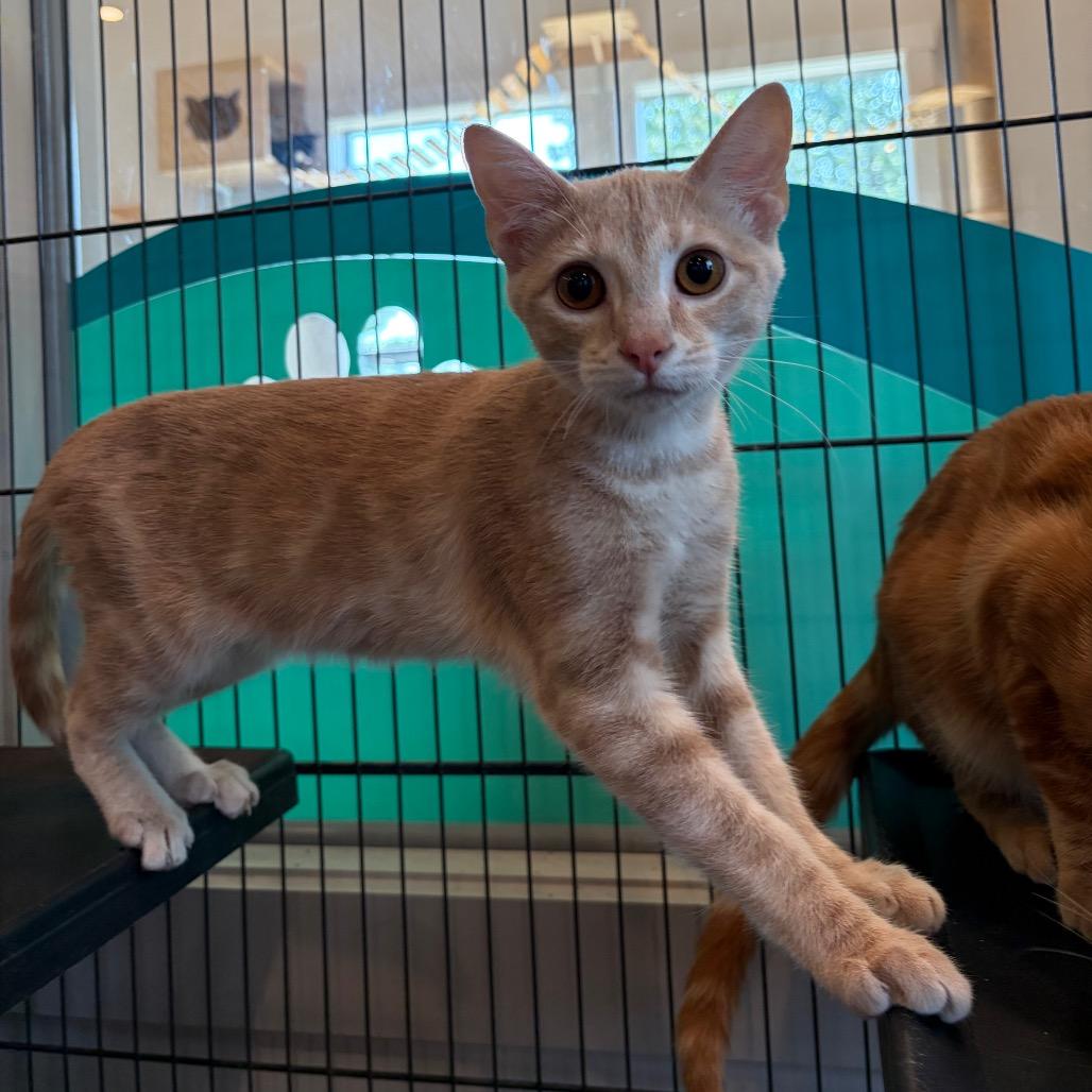 Enlarge Tabasco, a Adoptable Domestic Short Hair in Louisville, KY image 2/5