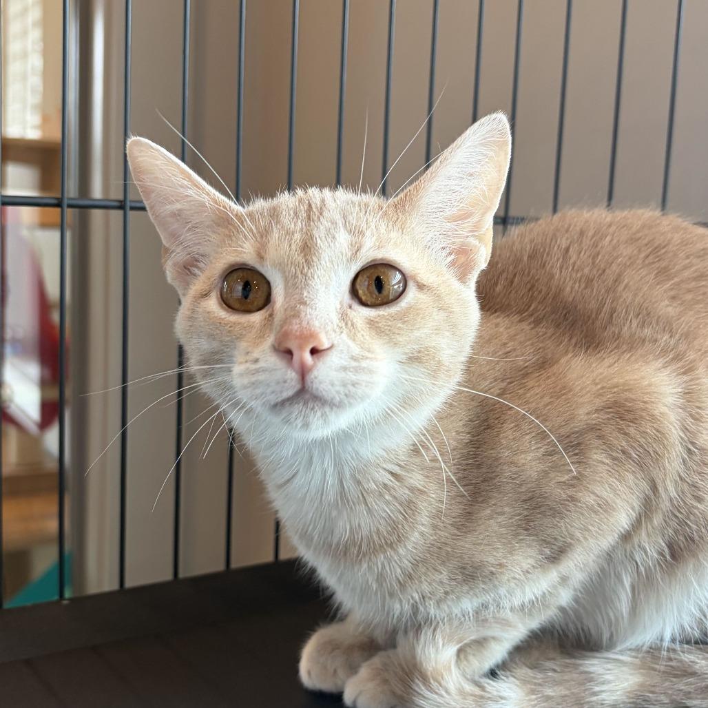 Enlarge Tabasco, a Adoptable Domestic Short Hair in Louisville, KY image 3/5