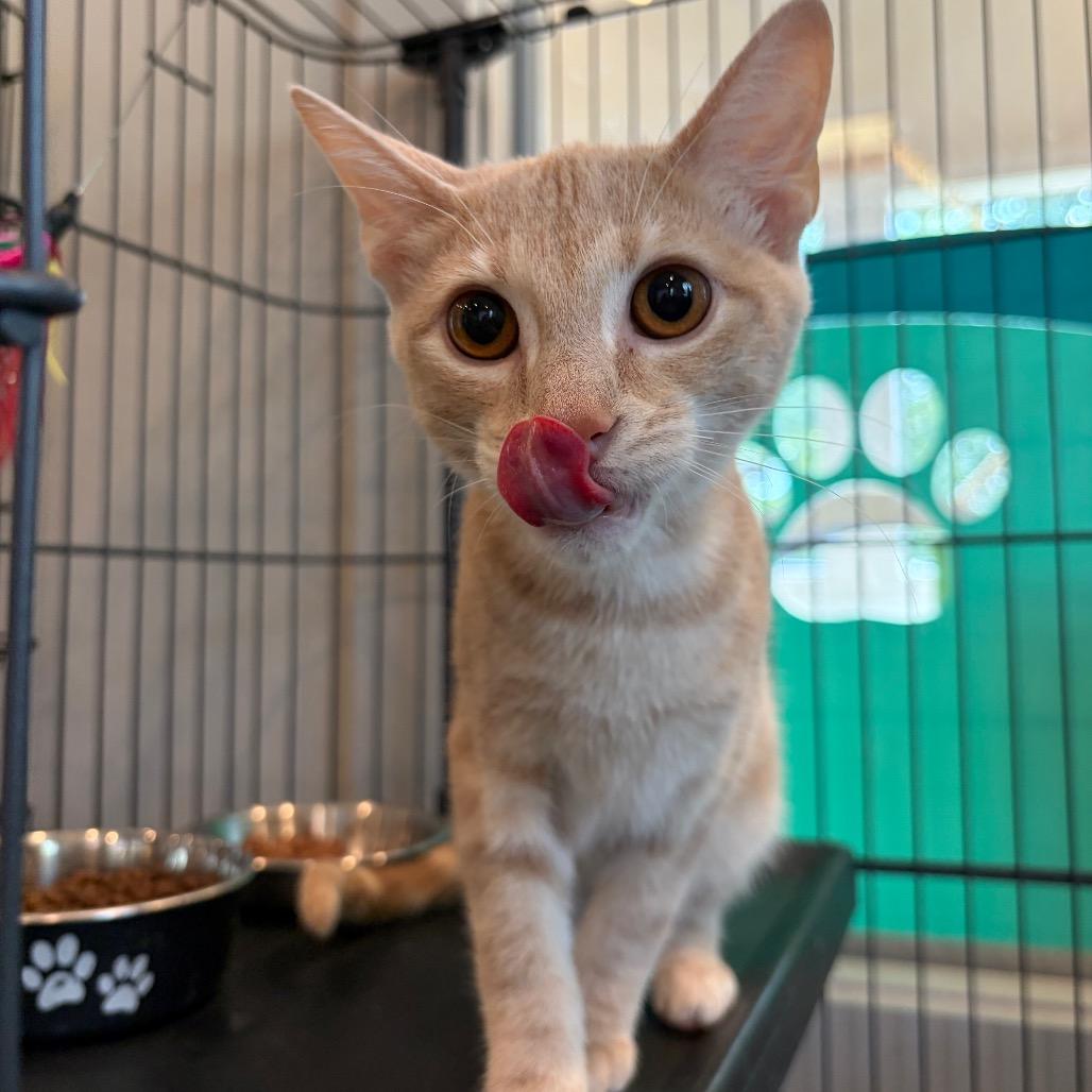 Enlarge Tabasco, a Adoptable Domestic Short Hair in Louisville, KY image 4/5