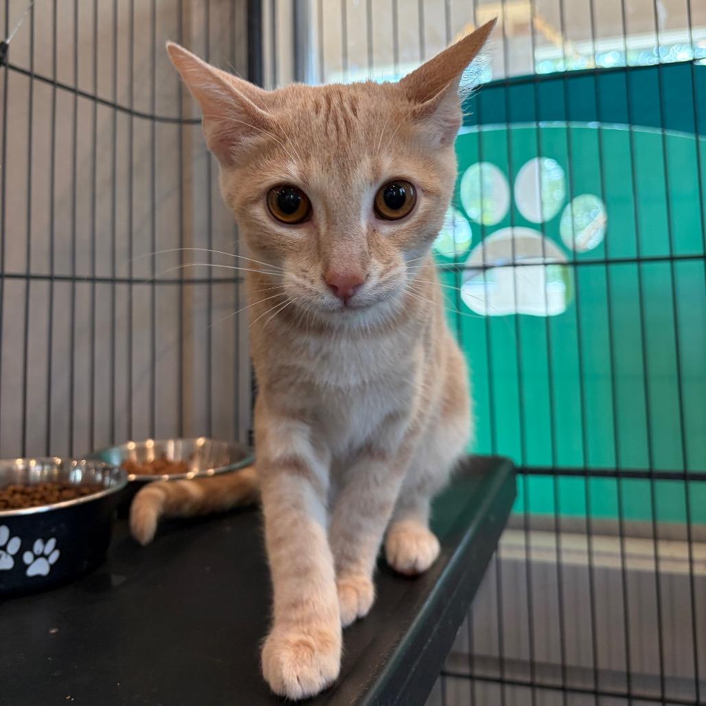 Enlarge Tabasco, a Adoptable Domestic Short Hair in Louisville, KY image 5/5