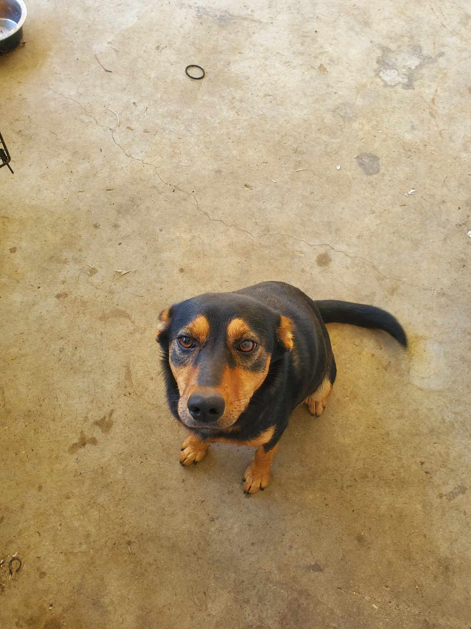 ZCL-D-Girl George, a Adopted mixed breed in Horn Lake, MS image 1/2