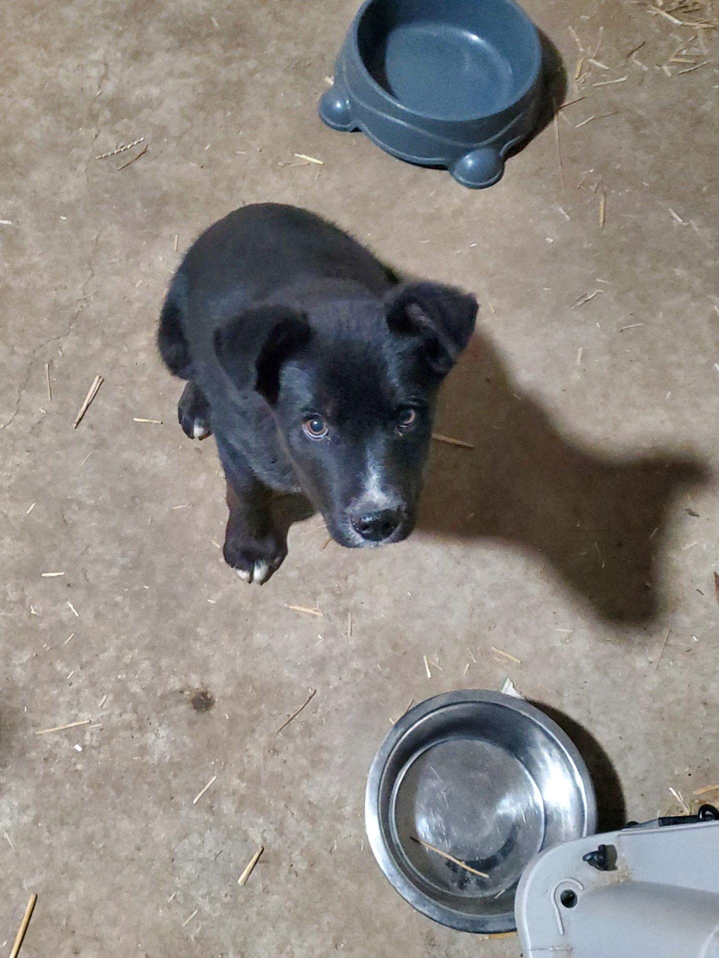 ZCL-D-Girl George, a Adopted mixed breed in Horn Lake, MS image 2/2