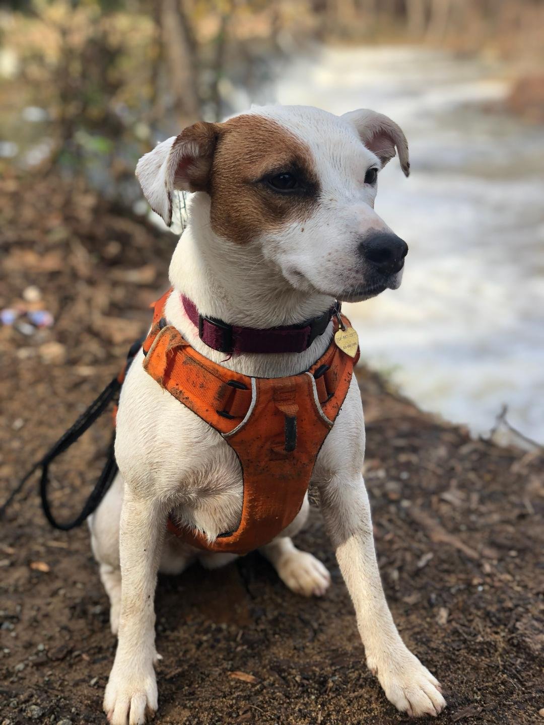 Dolly, Adopted, Senior Female Jack Russell Terrier.