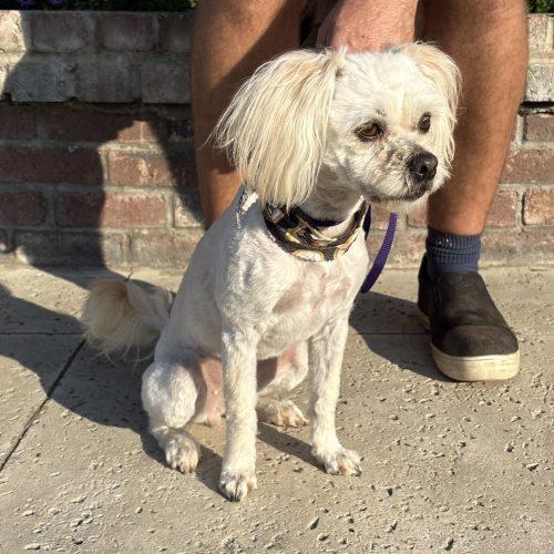 Beatrice, Adoptable, Adult Female Shih Tzu & Mixed Breed.