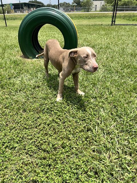 DARROW, Adoptable, Young Male American Bulldog & Mixed Breed.