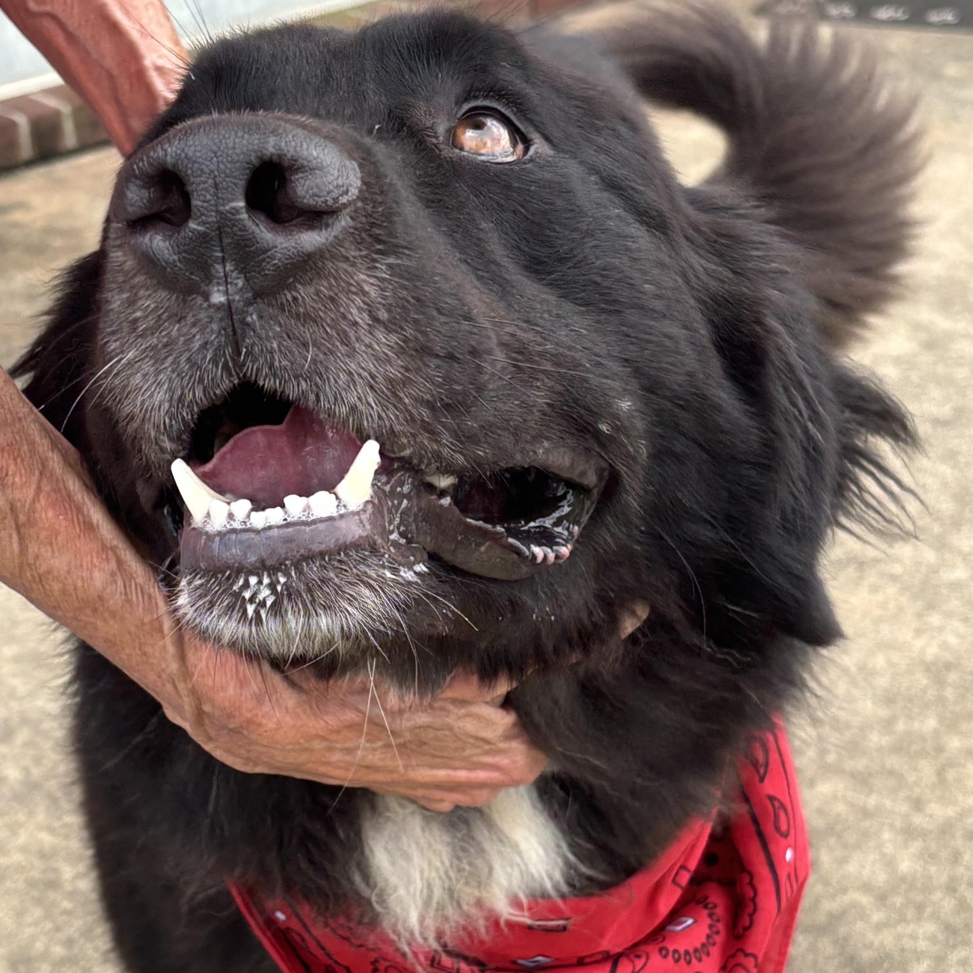 Apollo, a ADOPTABLE mixed breed in Point Clear, AL image 3/6