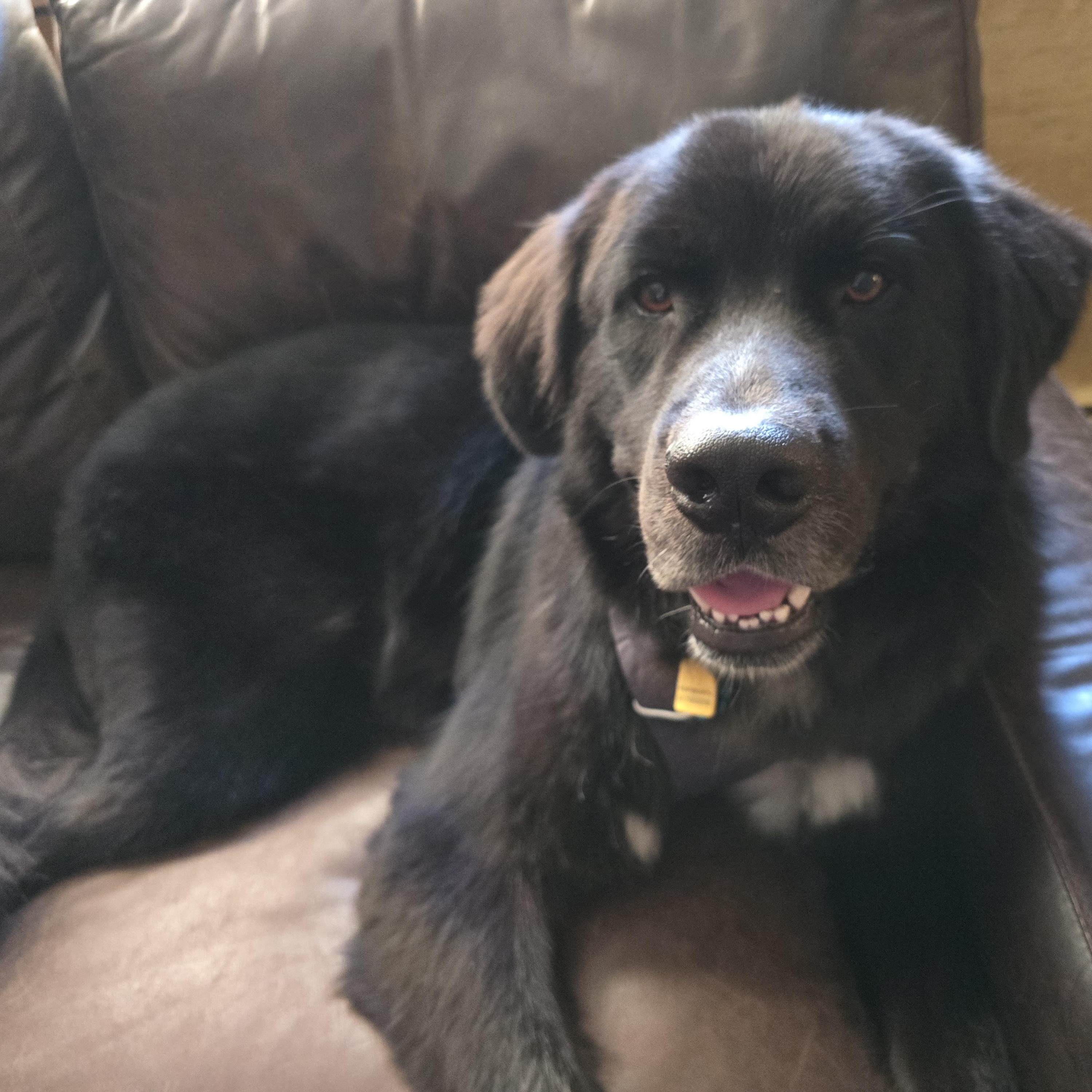 Apollo, a ADOPTABLE mixed breed in Point Clear, AL image 5/6