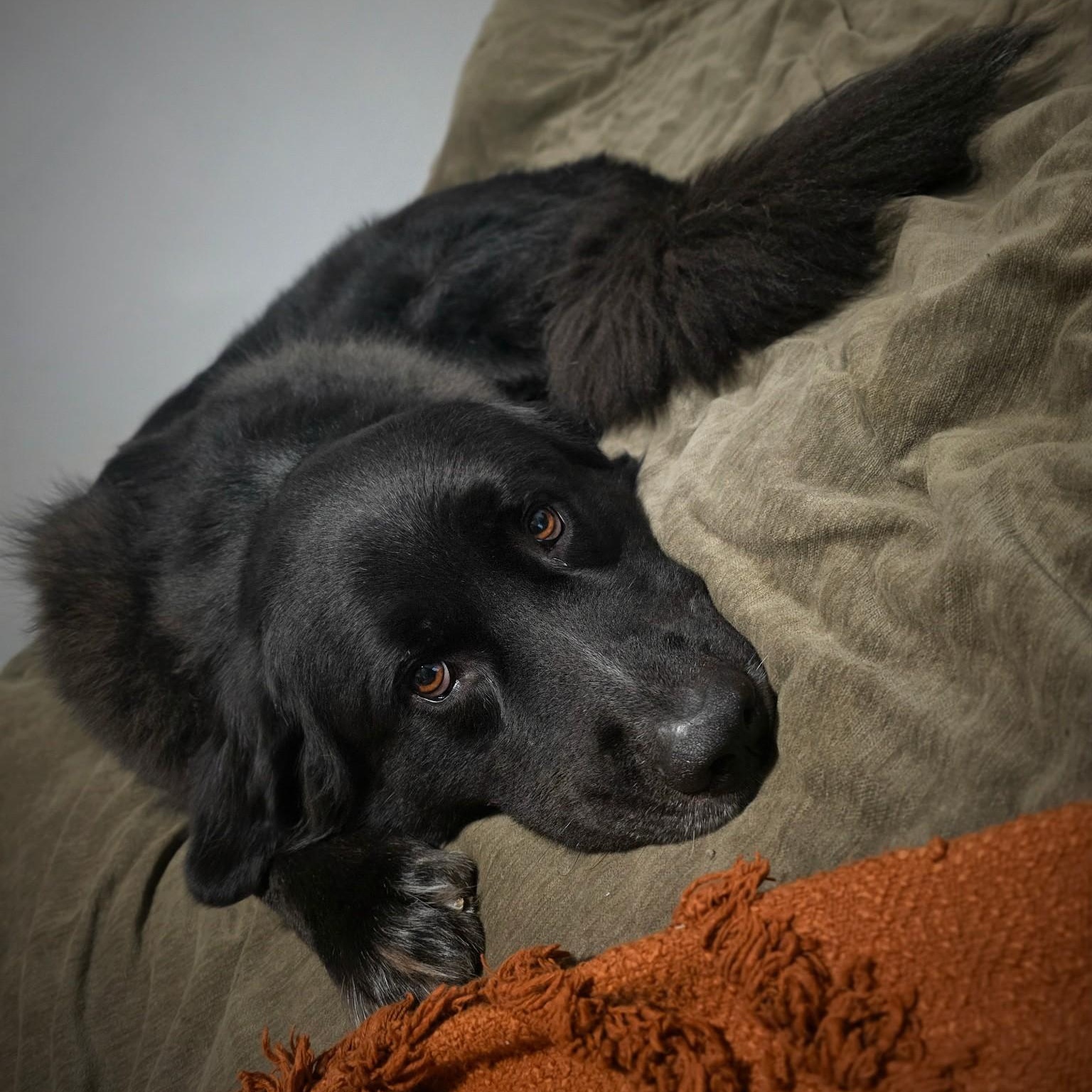 Apollo, ADOPTABLE, Young Male Saint Bernard & Newfoundland Dog.
