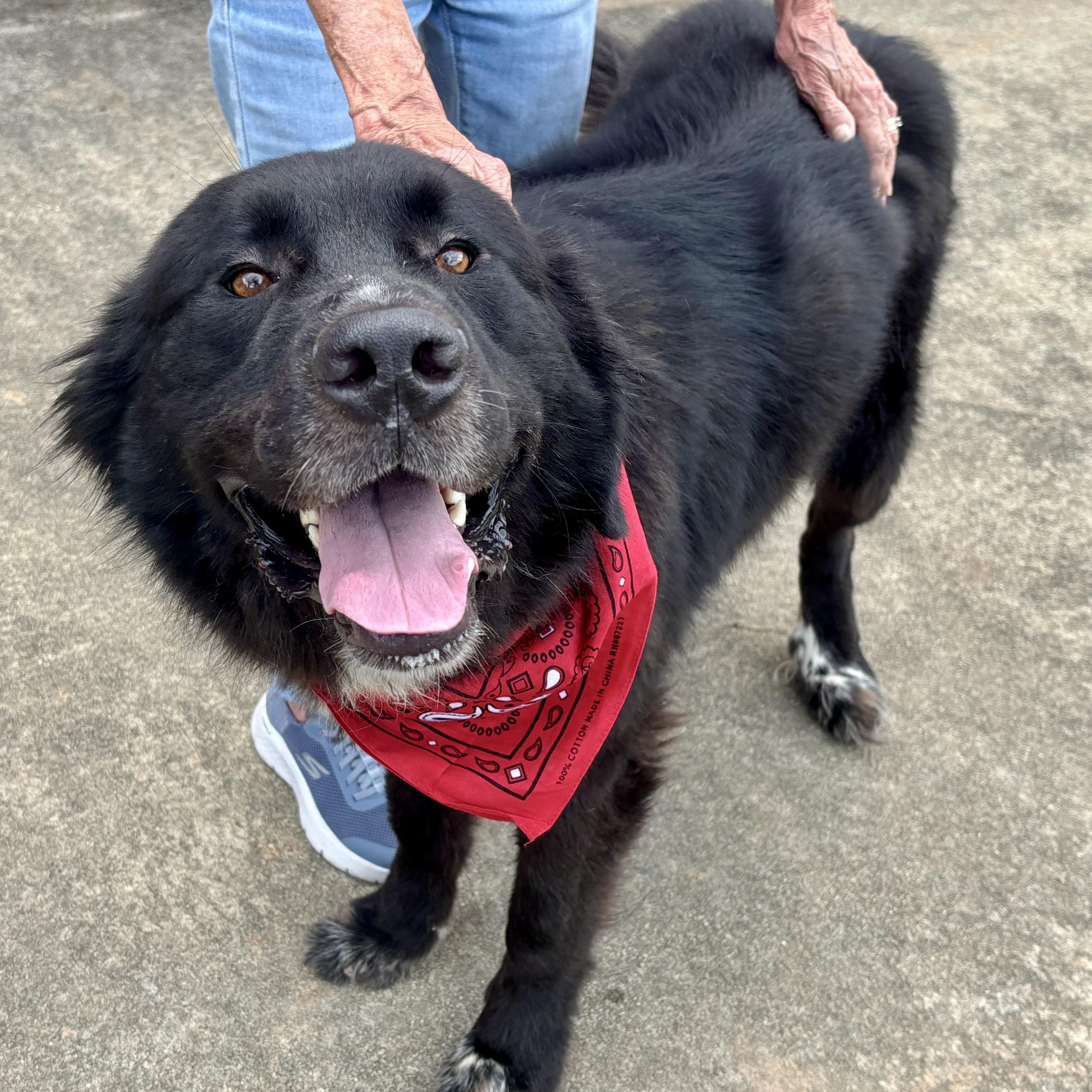 Apollo, a ADOPTABLE mixed breed in Point Clear, AL image 2/6