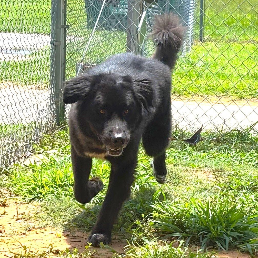Apollo, a ADOPTABLE mixed breed in Point Clear, AL image 4/6
