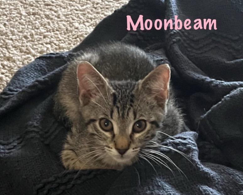 Moonbeam, Baby Female unknown