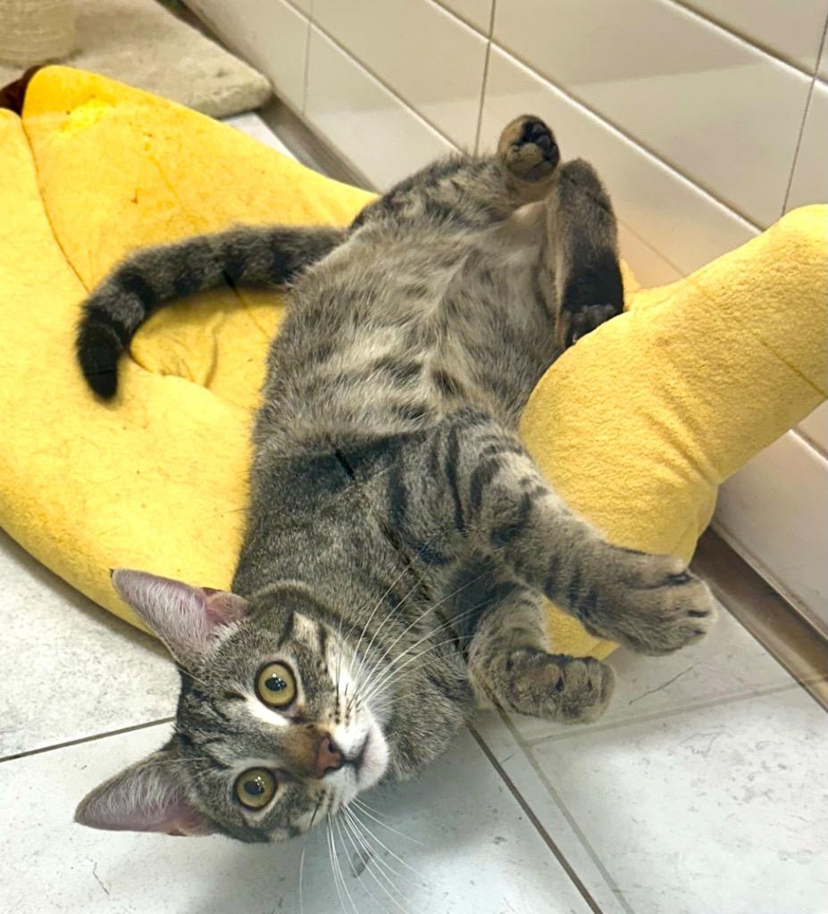 Moonbeam, Adoptable, Young Female Domestic Short Hair.