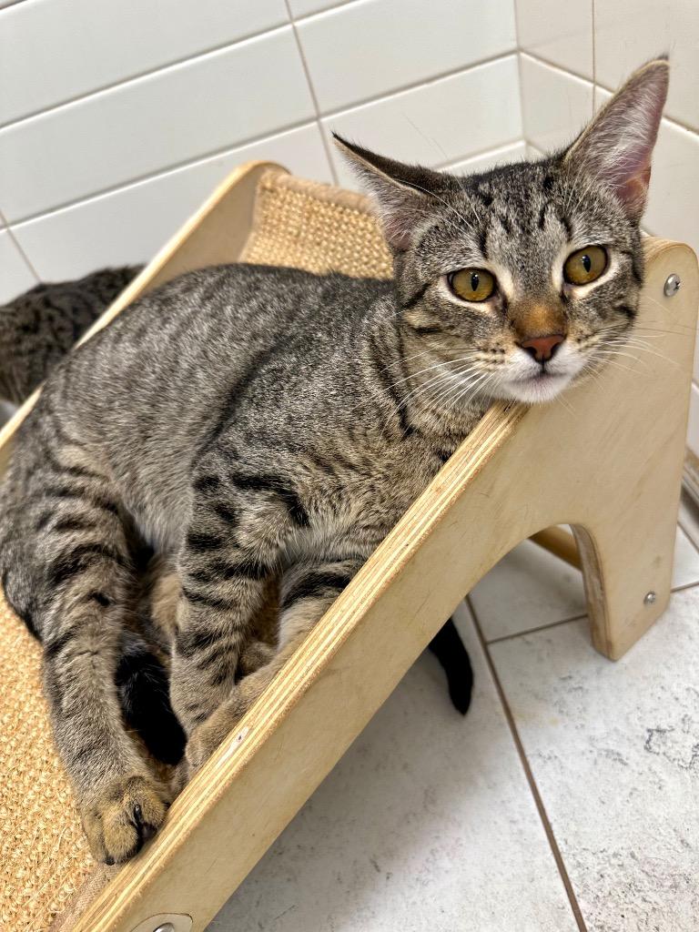 Moonbeam, a Adoptable mixed breed in New Orleans, LA image 2/6