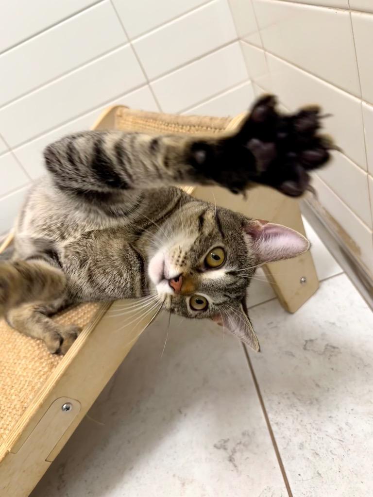 Moonbeam, Adoptable, Young Female Domestic Short Hair.