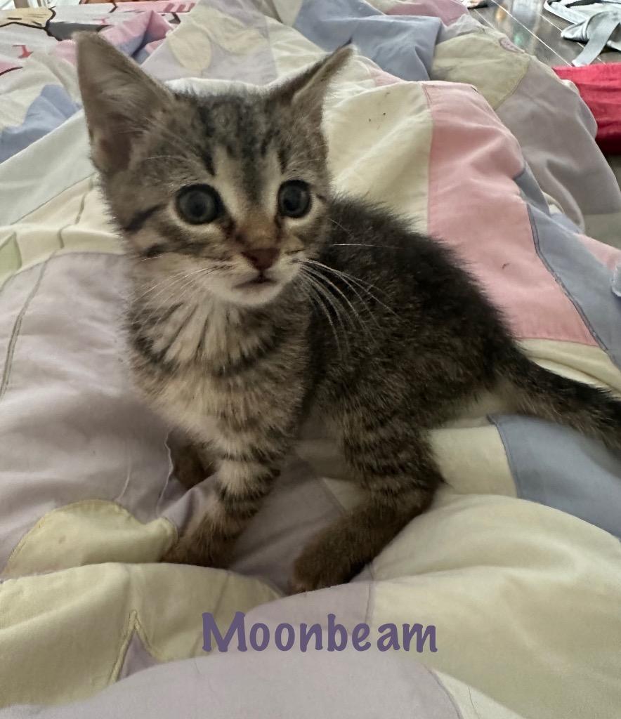 Moonbeam photo 2