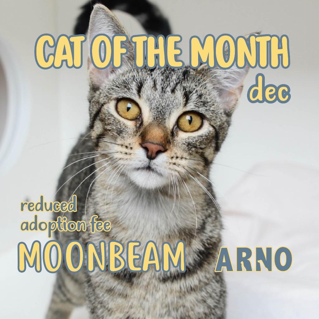 Moonbeam, a Adoptable mixed breed in New Orleans, LA image 2/5