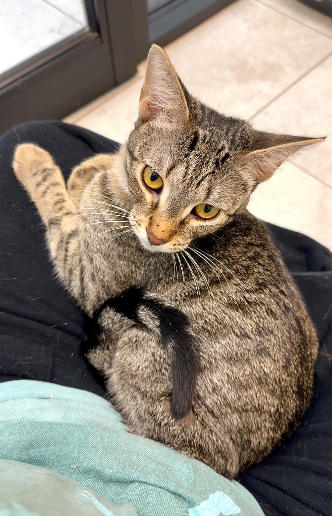 Moonbeam, a Adoptable mixed breed in New Orleans, LA image 3/6