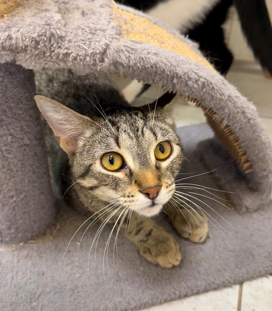 Moonbeam, a Adoptable mixed breed in New Orleans, LA image 3/5