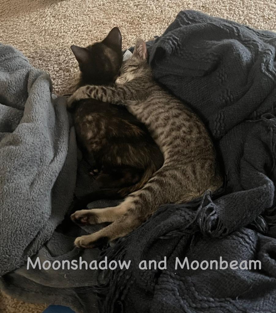 Moonbeam photo 5