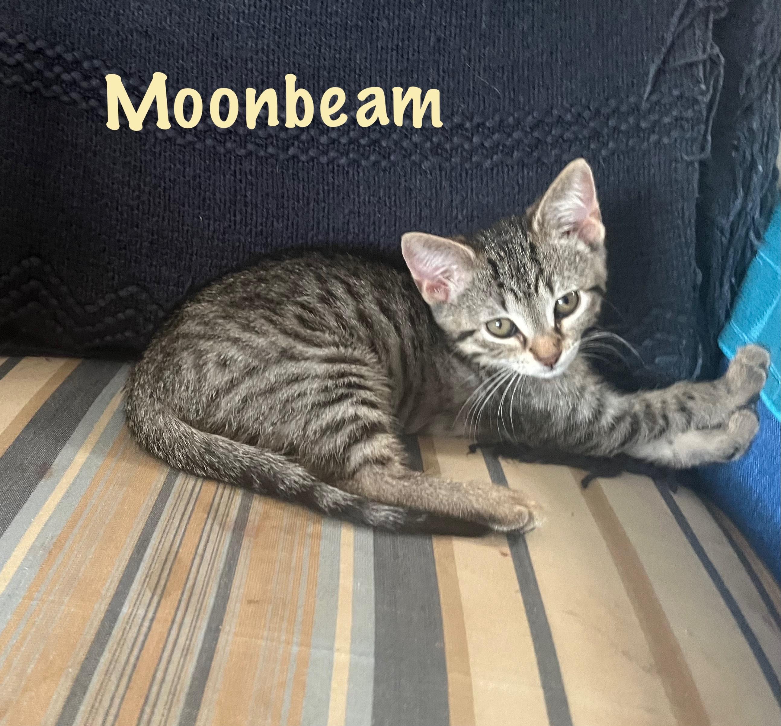 Moonbeam photo 4
