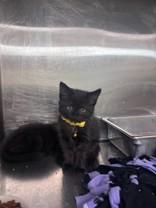 Daughtry, adopted, Young Male Domestic Short Hair.