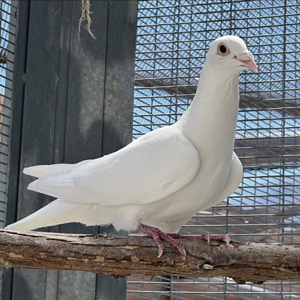 Enoki, Adoptable, Adult Male Pigeon.