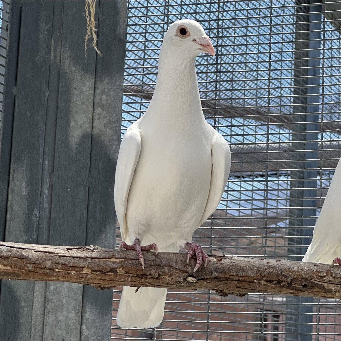 Enoki, a Adoptable Pigeon in Burlingame, CA image 2/3