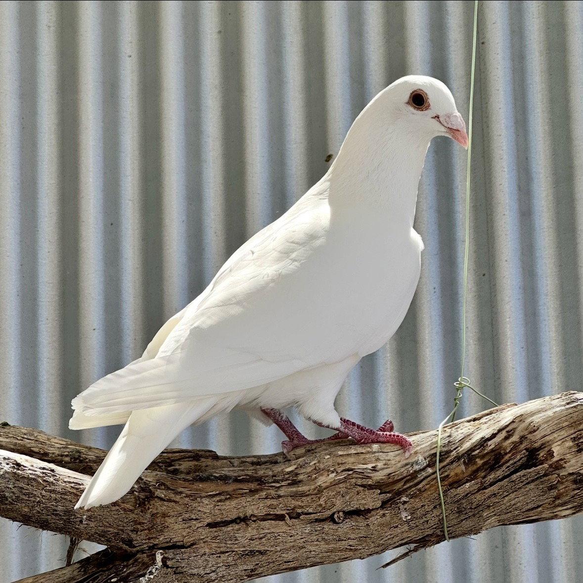 Enoki, a Adoptable Pigeon in Burlingame, CA image 3/3