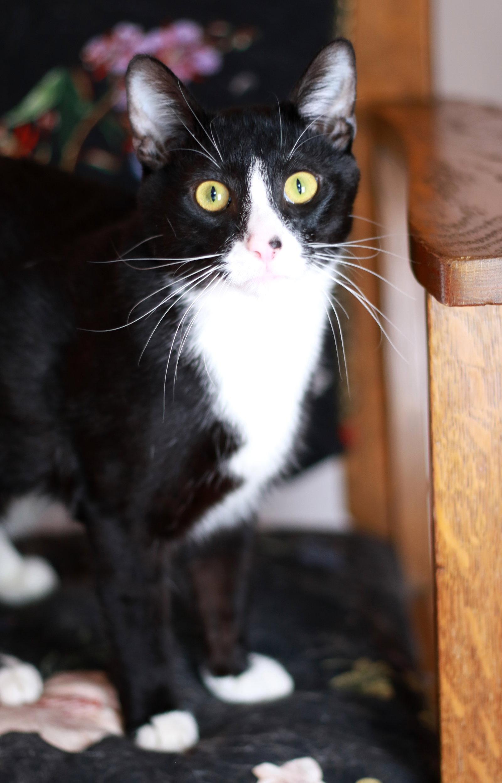Dusty ⭐️, Adopted, Young Male Tuxedo & Domestic Short Hair.
