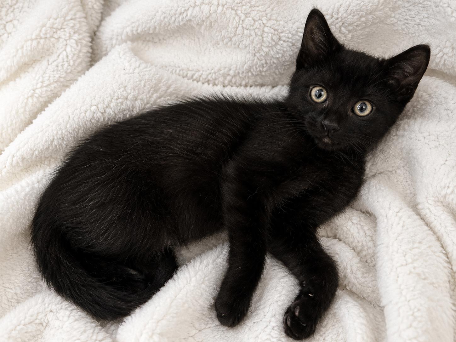 Enlarge Locksmith, a ADOPTABLE Domestic Short Hair in West Saint Paul, MN image 2/4