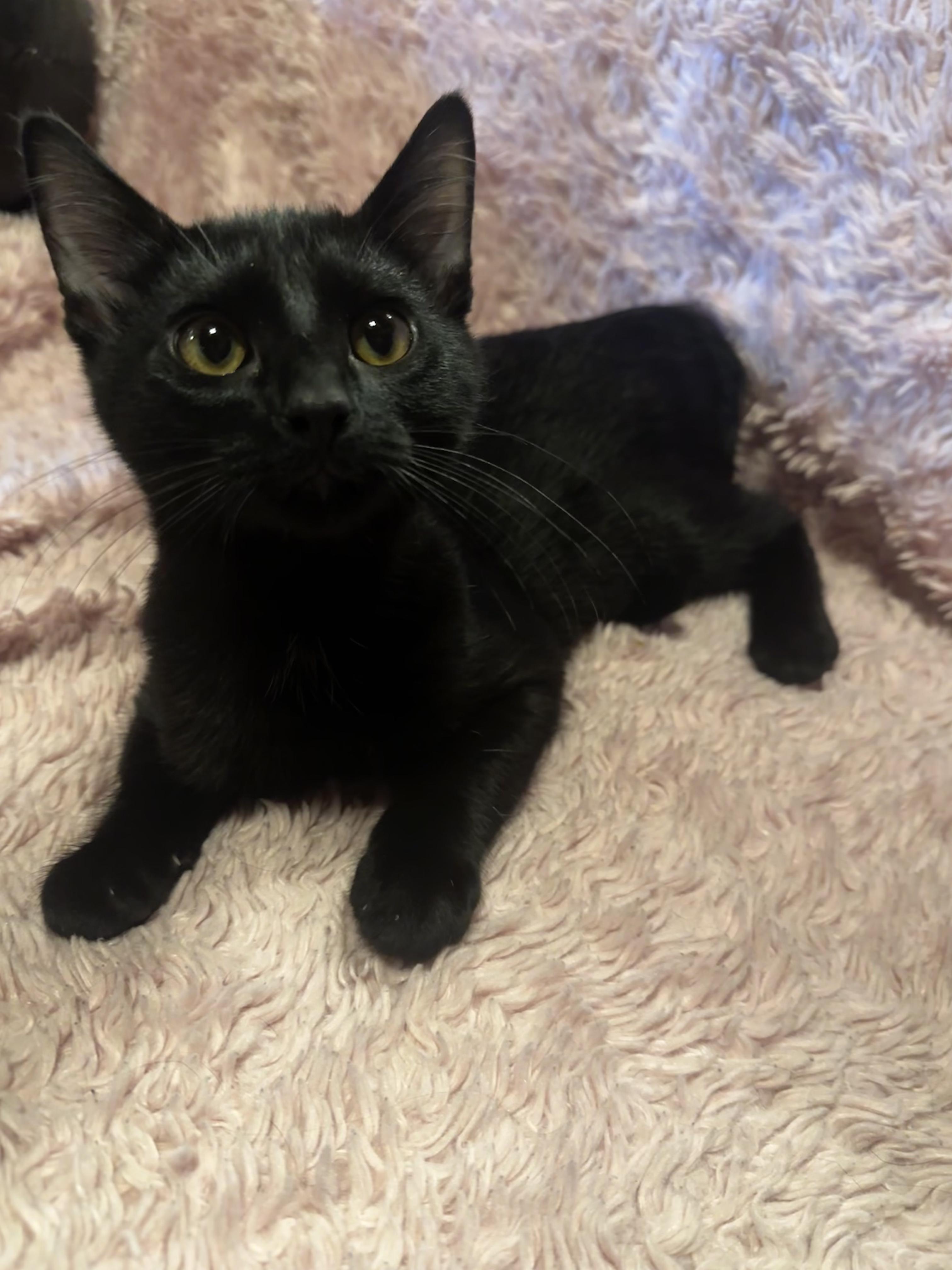 Locksmith, a ADOPTABLE Domestic Short Hair in West Saint Paul, MN image 3/6