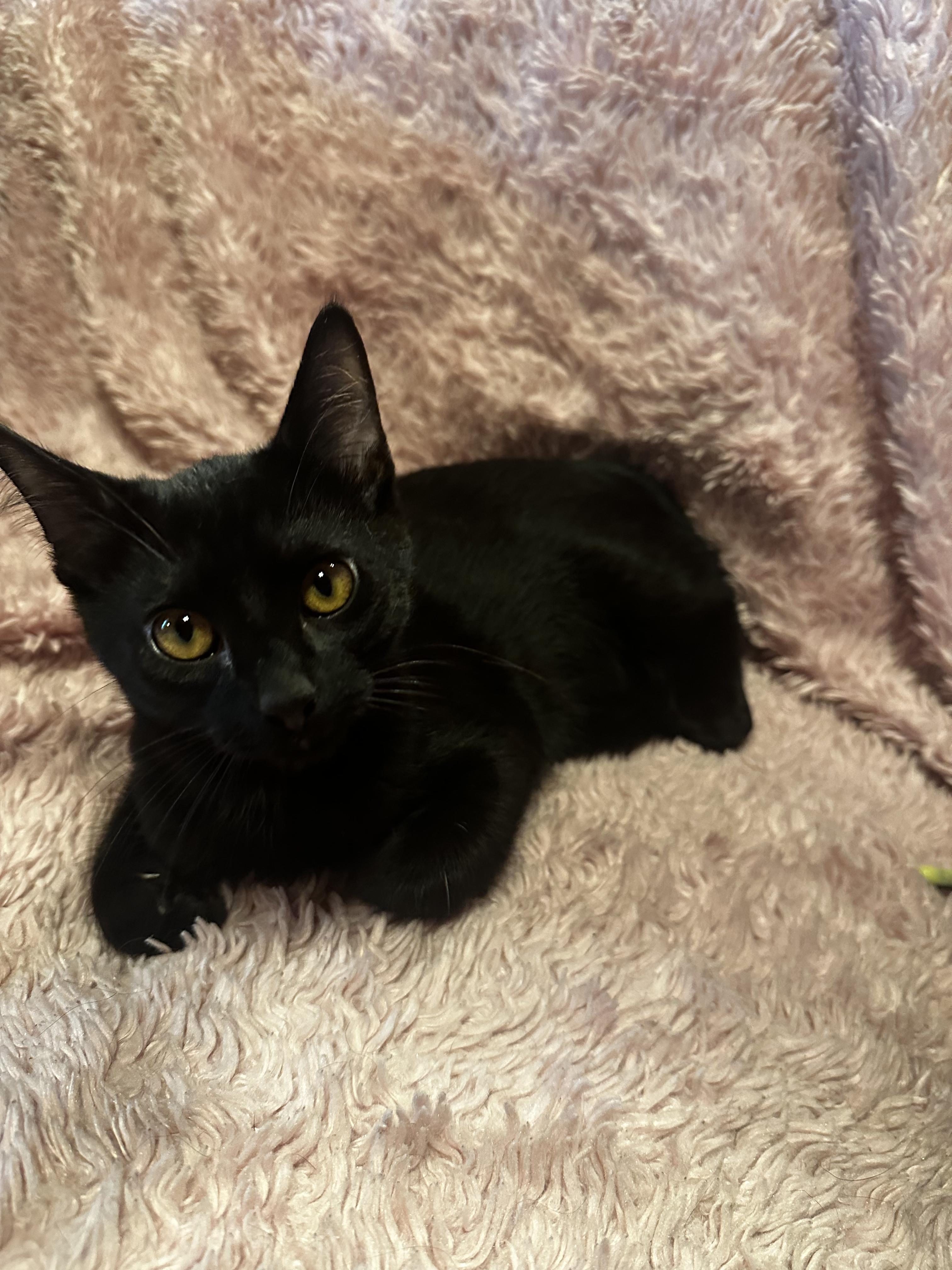 Locksmith, ADOPTABLE, Kitten Male Domestic Short Hair.