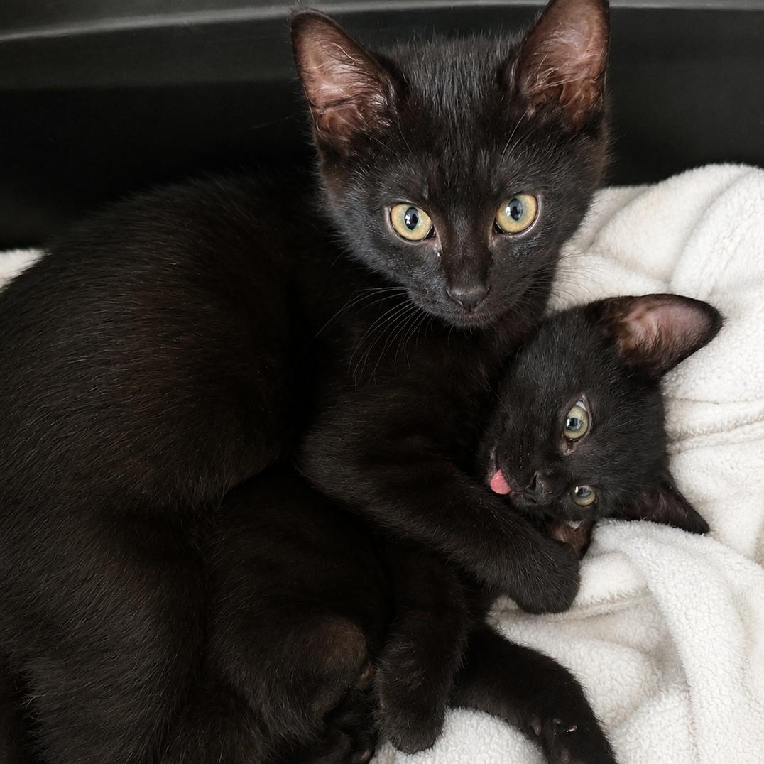 Enlarge Locksmith, a ADOPTABLE Domestic Short Hair in West Saint Paul, MN image 3/4