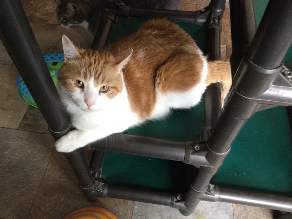 Enlarge Keystone, a Adoptable mixed breed in La Salle, IL image 1/6