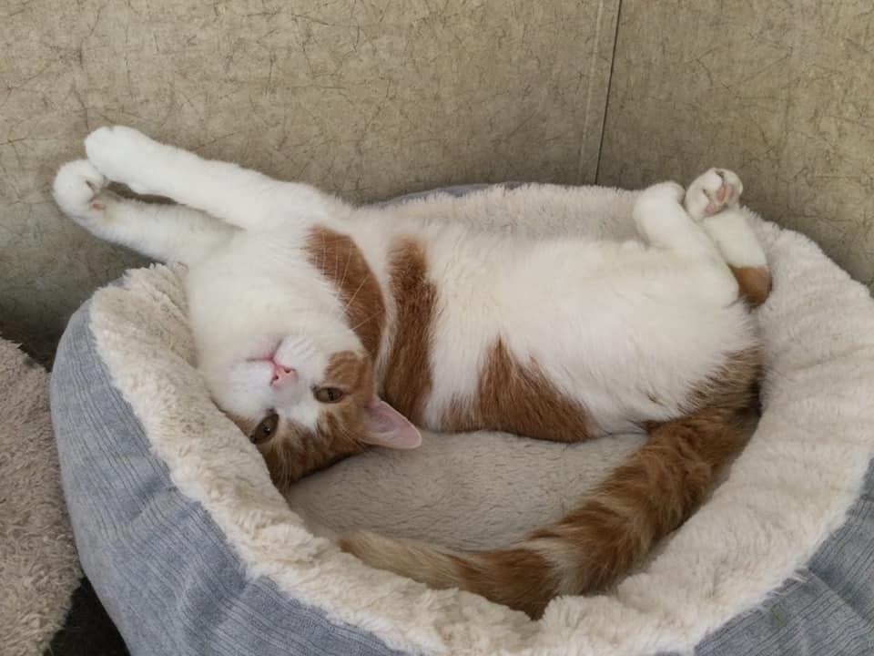 Enlarge Keystone, a Adoptable mixed breed in La Salle, IL image 2/6