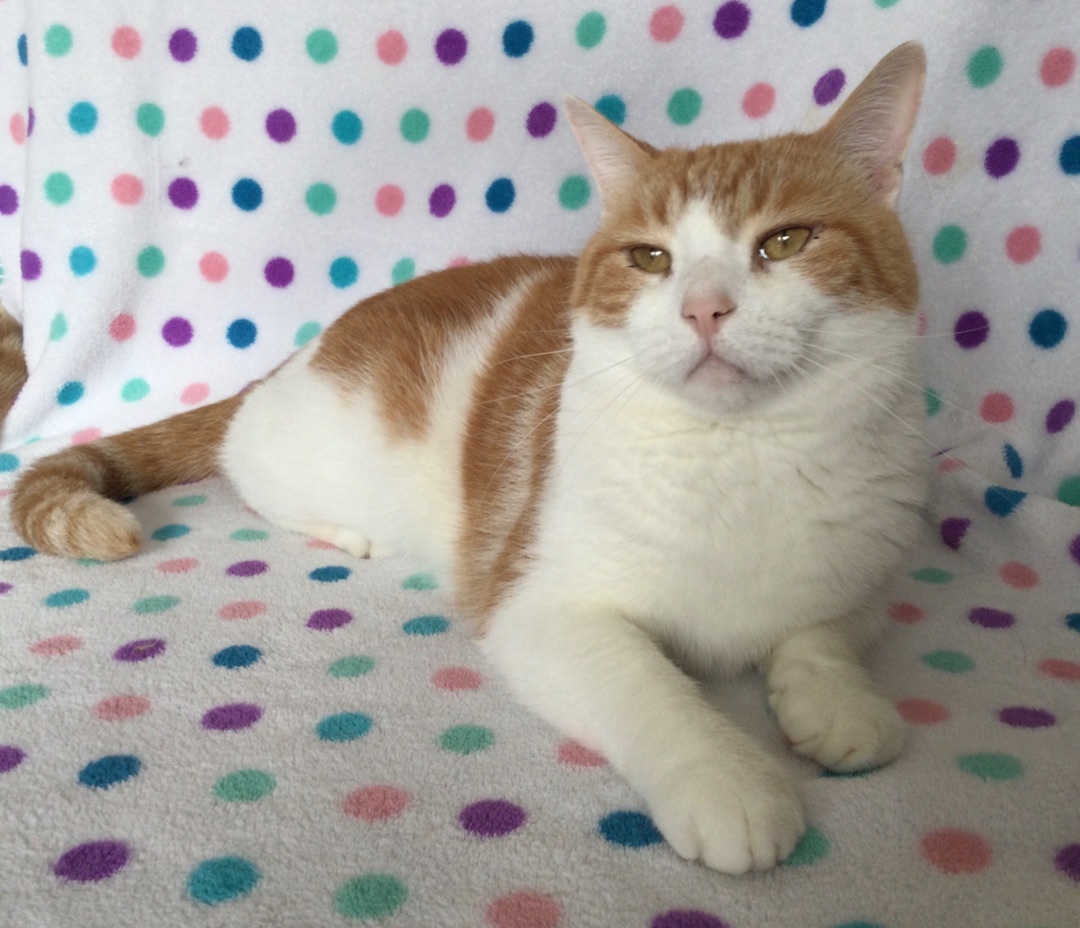 Enlarge Keystone, a Adoptable mixed breed in La Salle, IL image 3/6