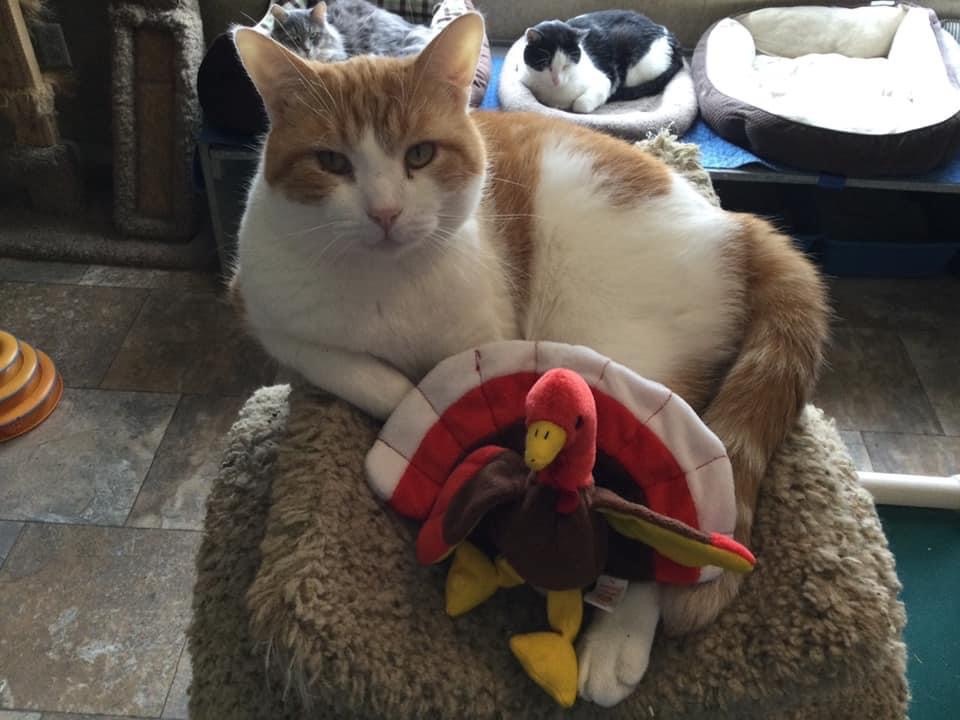 Enlarge Keystone, a Adoptable mixed breed in La Salle, IL image 4/6