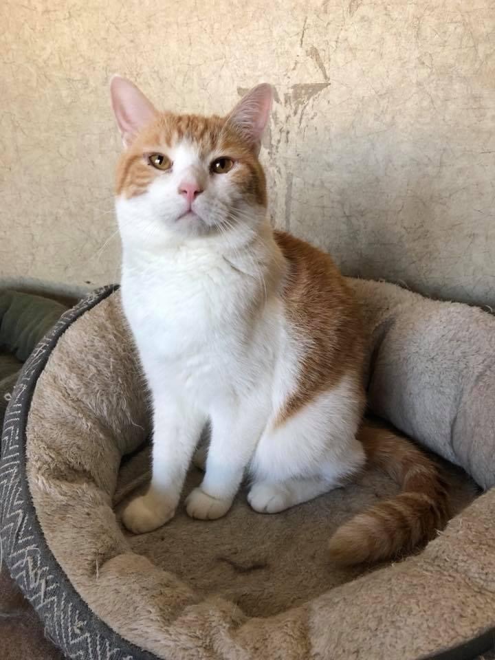 Enlarge Keystone, a Adoptable mixed breed in La Salle, IL image 5/6