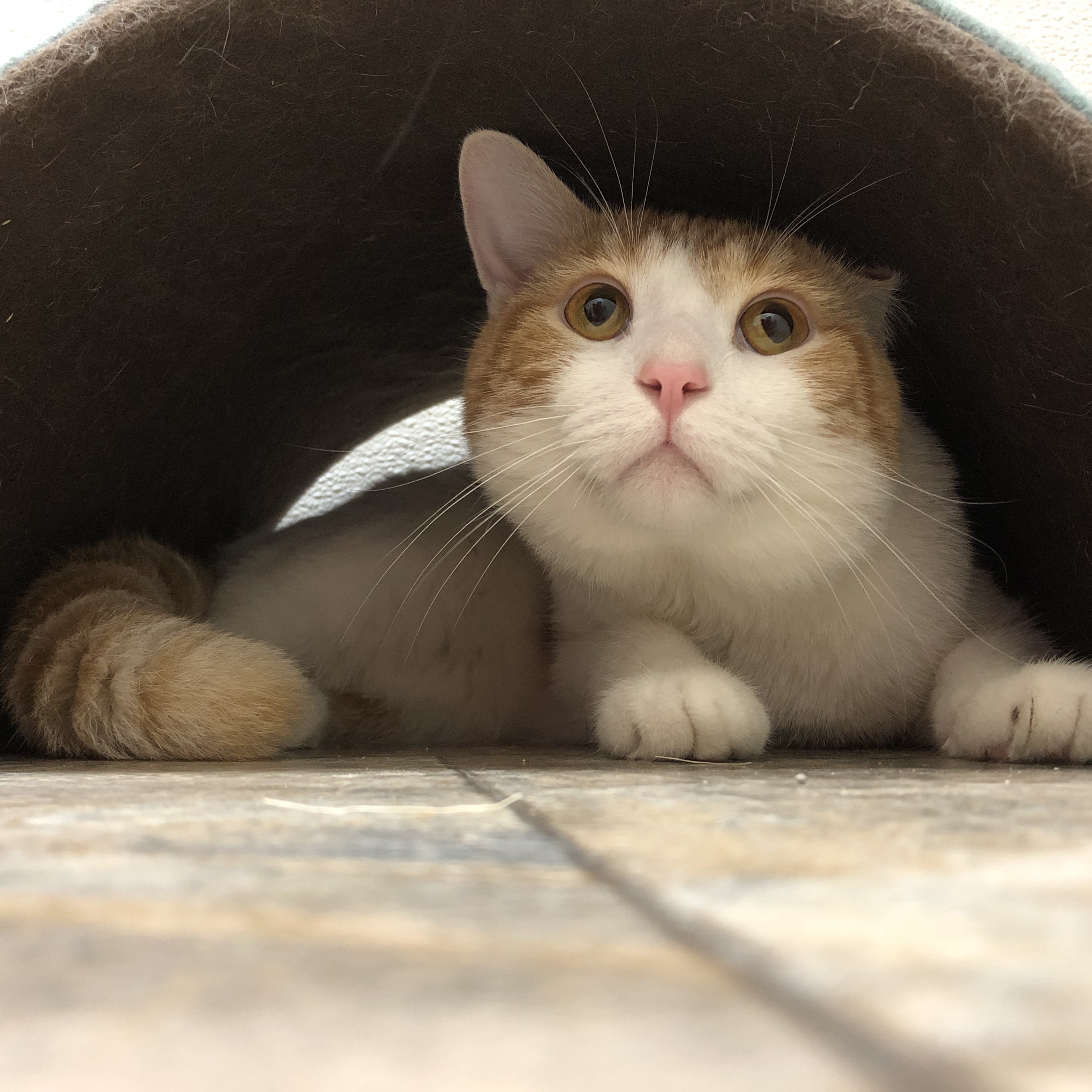 Enlarge Keystone, a Adoptable mixed breed in La Salle, IL image 6/6