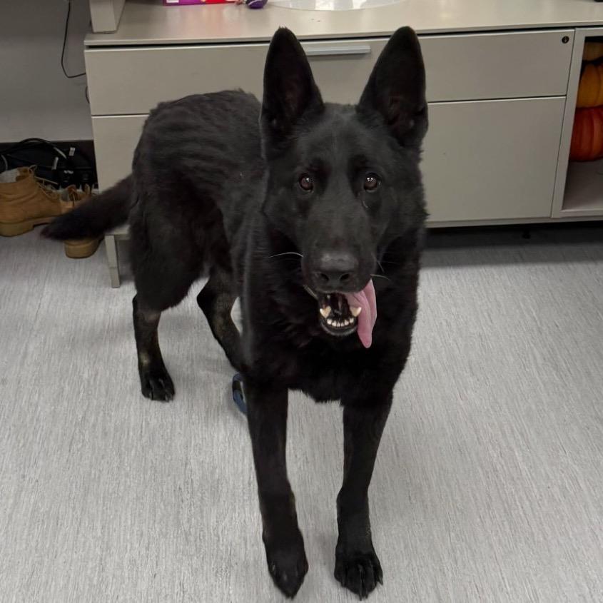 Enlarge Ghost, a Adoptable German Shepherd Dog in Lakewood, CO image 1/2