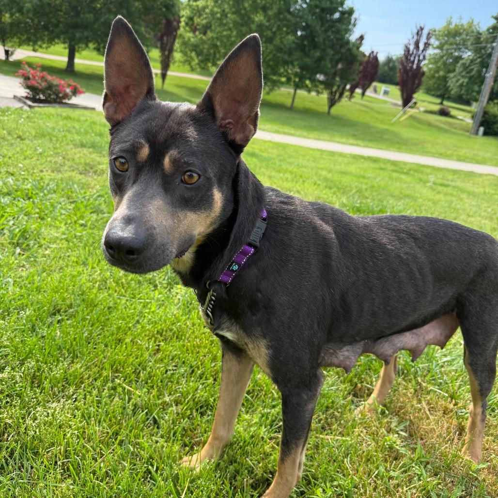 Brave, Adoptable, Adult Female Rottweiler & German Shepherd Dog.
