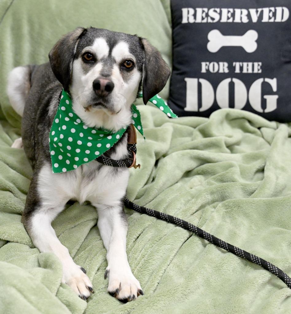 Enlarge Bandit (Pigeon), a Adoptable mixed breed in Christiansburg, VA image 1/2