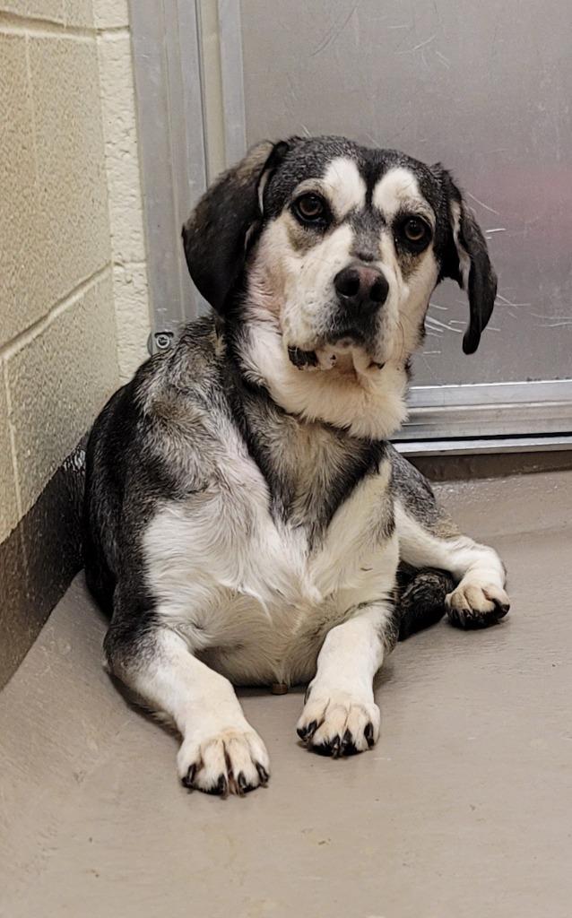 Enlarge Bandit (Pigeon), a Adoptable mixed breed in Christiansburg, VA image 2/2