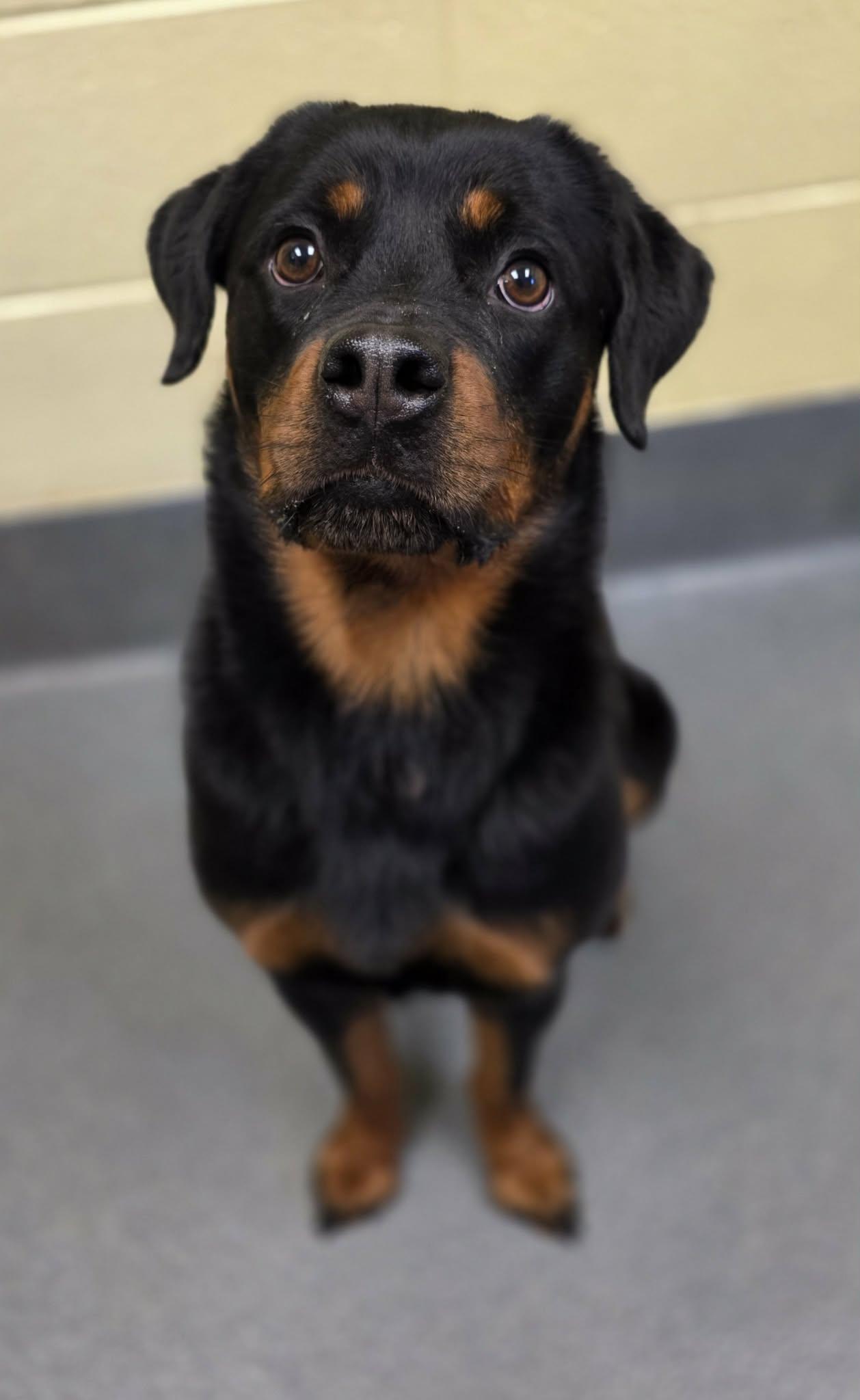 Enlarge Nova - ADOPTED!, an adopted mixed breed in Amherst, VA image 2/6