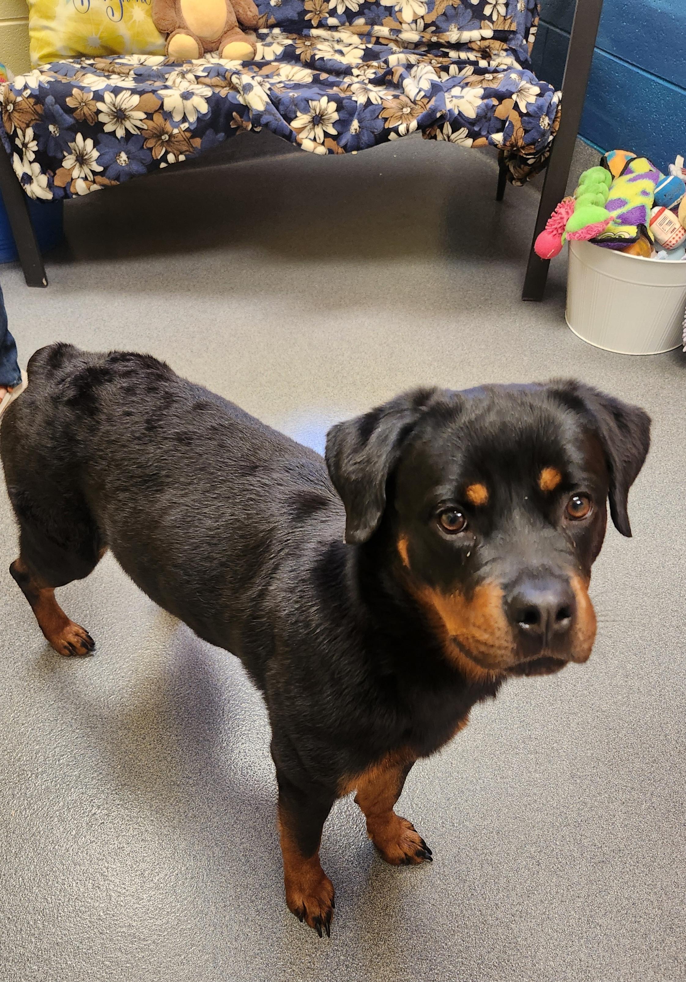 Enlarge Nova - ADOPTED!, an adopted mixed breed in Amherst, VA image 5/6