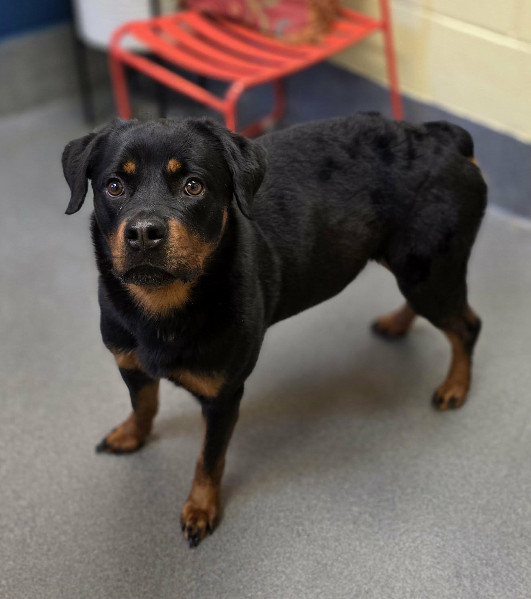 Enlarge Nova - ADOPTED!, an adopted mixed breed in Amherst, VA image 4/6