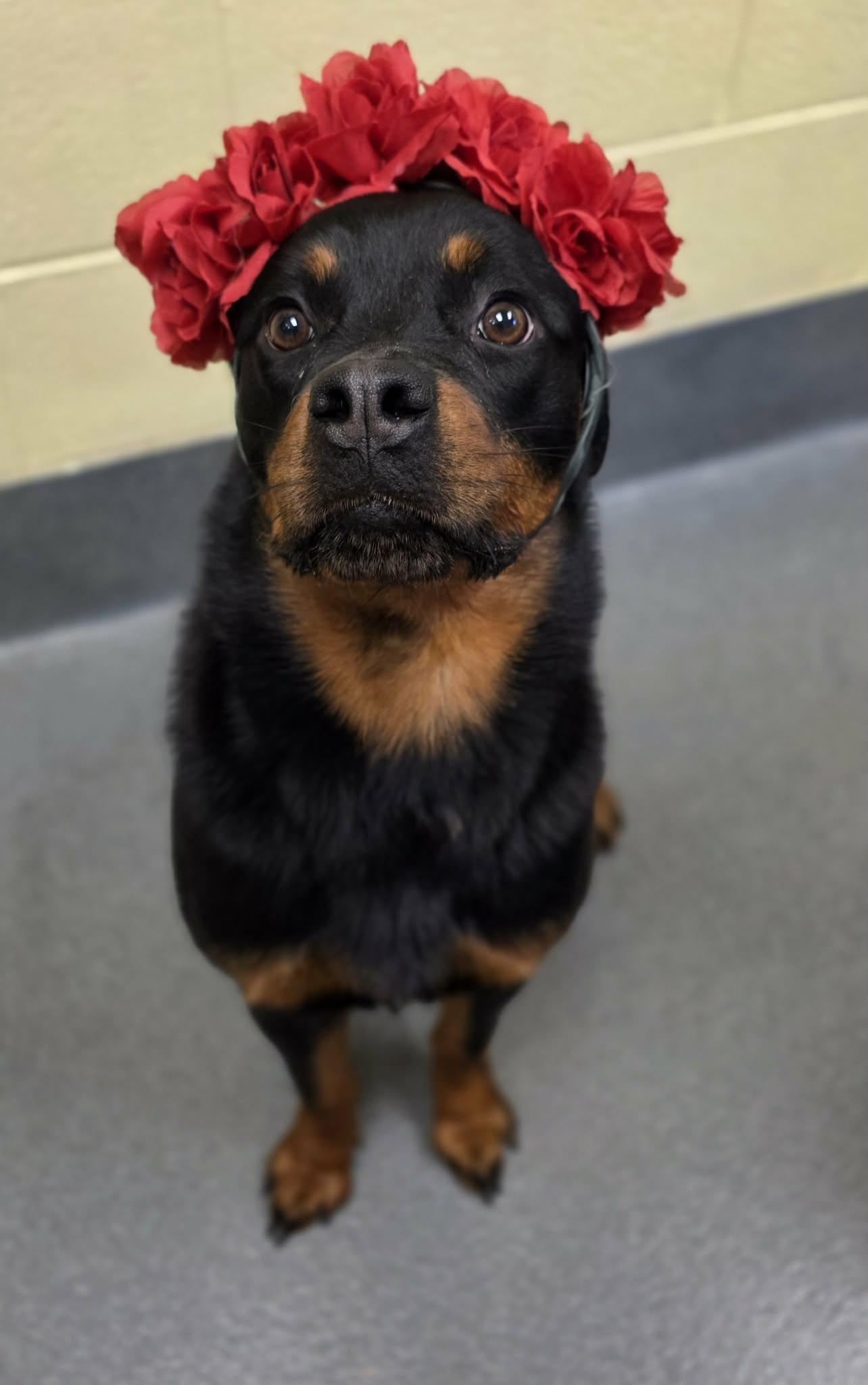 Nova - ADOPTED!, adopted, Adult Female Rottweiler.