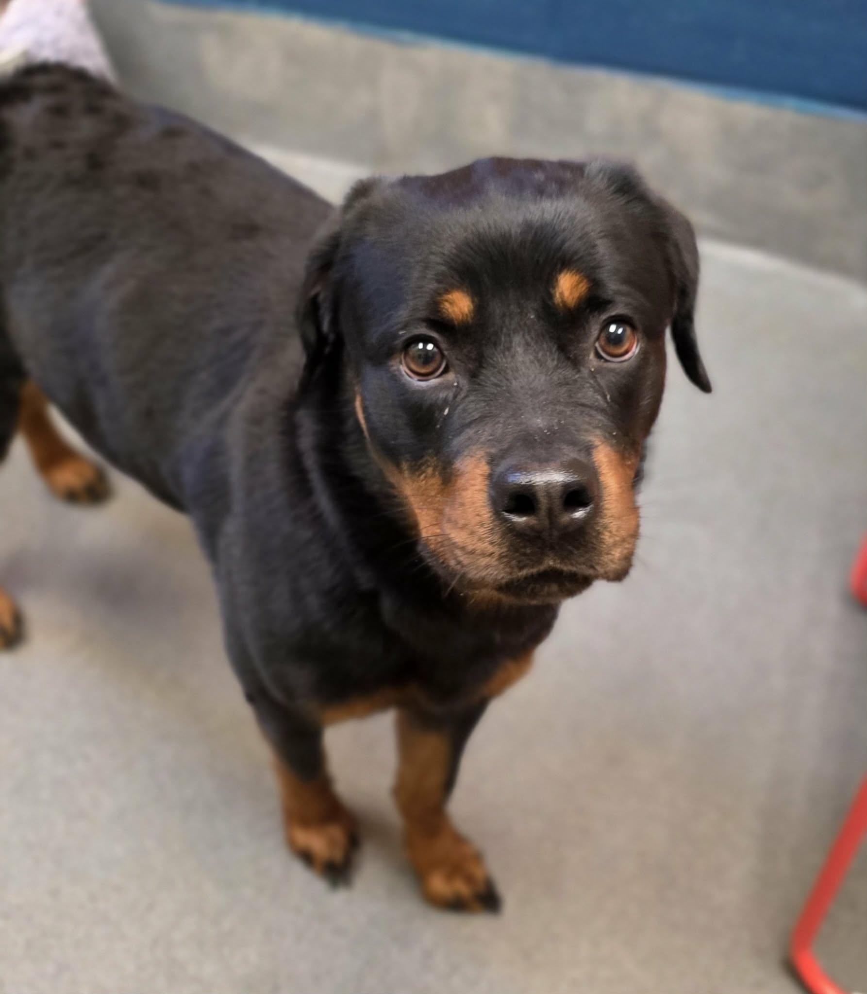 Enlarge Nova - ADOPTED!, an adopted mixed breed in Amherst, VA image 3/6